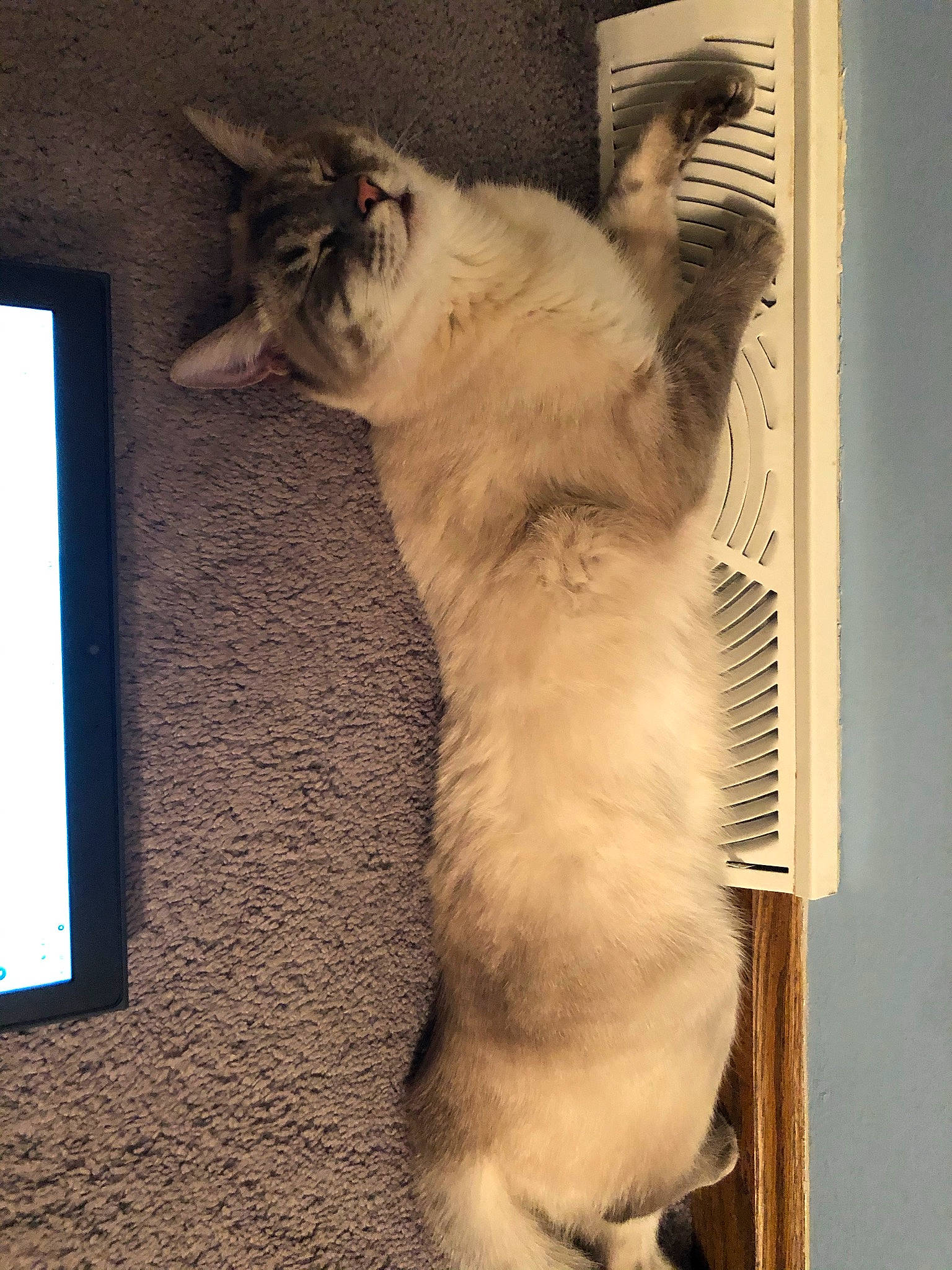 Yeti is registered to the contest to win money with this photo: balinese, carnivore, cat, claw, comfort, domestic_short_haired_cat, door, fawn, felidae, flooring, foot, fur, paw, photo_caption, small_to_medium_sized_cats, snout, tail, whiskers, window, wood