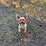 animal, brown_fur, cute, daylight, dog, ears, fur, grass, green_sweater, ground, jumping, looking_up, nature, outdoor, pet, playful, small_dog, sunlight, sweater, yorkshire_terrier