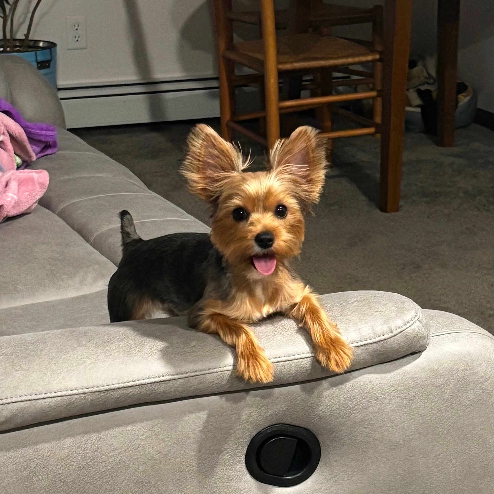 Mocha is registered to the contest to win money with this photo: animal, carpet, chair, couch, cute, dog, ears_up, fur, furniture, happy, home, indoor, living_room, pet, plant, relaxed, small_dog, smiling, tongue_out, yorkshire_terrier