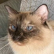 Agnes joined the competition — help win amazing prizes! animal, background, blue_eyes, calm, cat, close_up, cute, domestic_animal, ear, face, feline, fluffy, fur, indoor, looking_away, mammal, pet, portrait, soft, whiskers