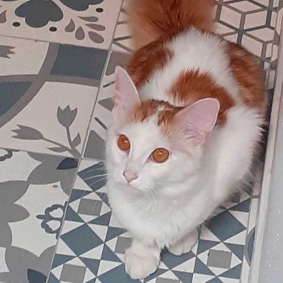 Shiva