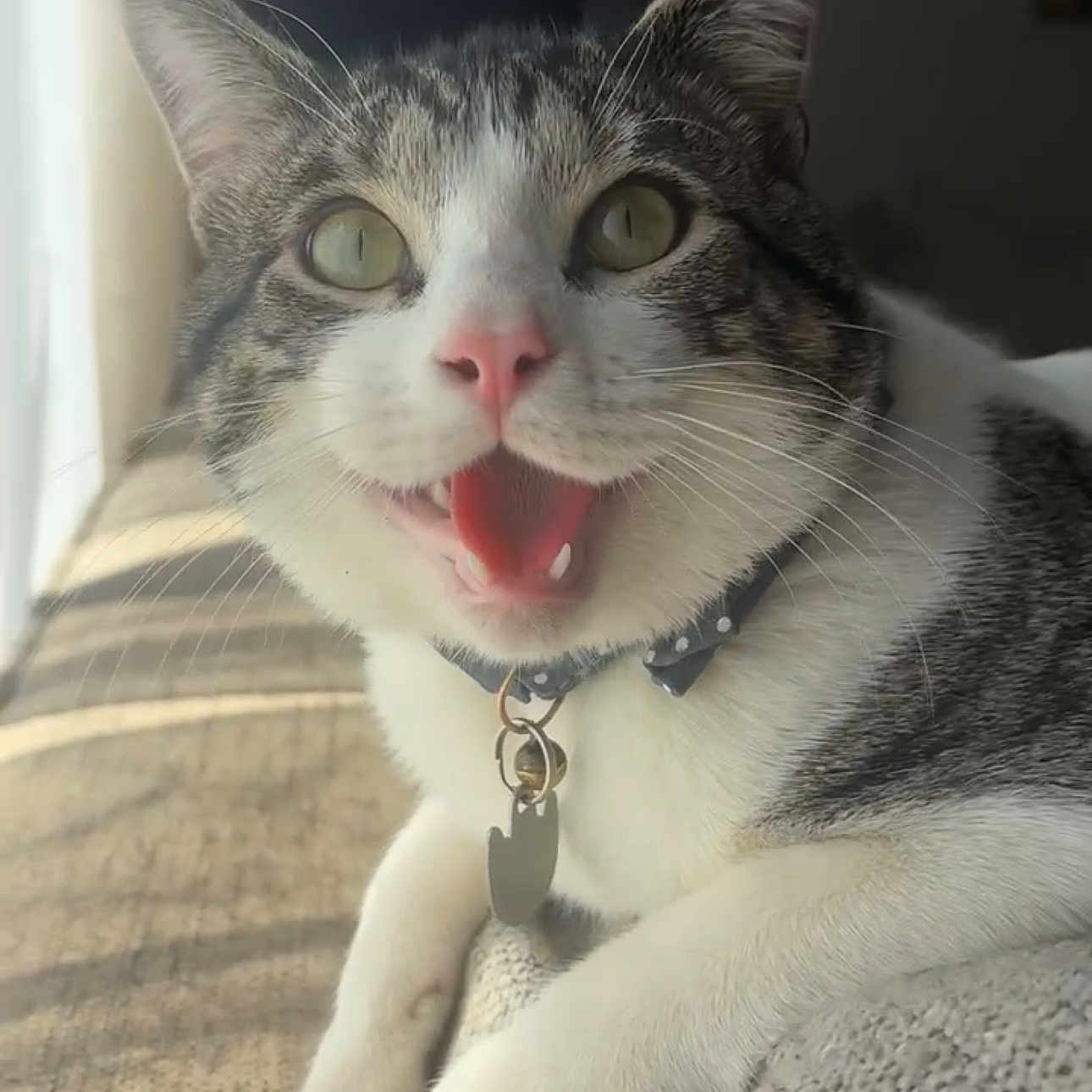 Milo