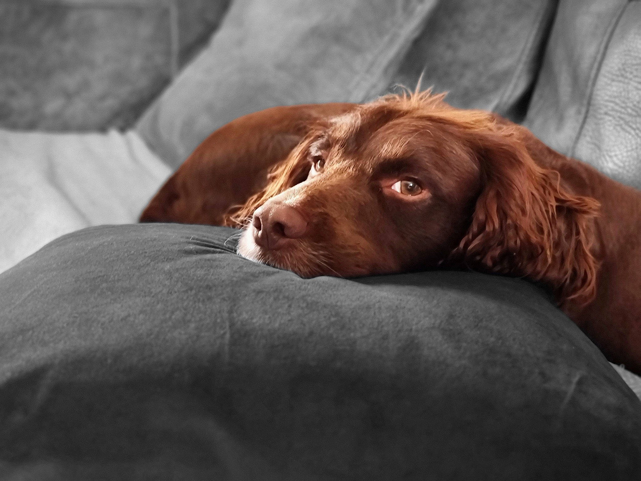 Harley joined the competition — help win amazing prizes! canidae, carnivore, comfort, companion_dog, dog, dog_breed, fur, gun_dog, hunting_dog, linens, liver, retriever, spaniel, sporting_group, whiskers, wood, working_animal