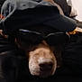 Brownie joined the competition — help win amazing prizes! dog, hat, sunglasses, indoor, couch, relaxed, pet, brown_dog, accessory, resting, cozy, fur, animal, black_background, nose, face, wearing, laying_down, domestic_animal, closeup