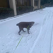Brownie is registered to the contest to win money with this photo: dog, snow, leash, building, bushes, tire_tracks, footprints, outdoor, winter, animal, pet, canine, curious, walking, sidewalk, gray_sky, cold, daytime, residential_area, pavement