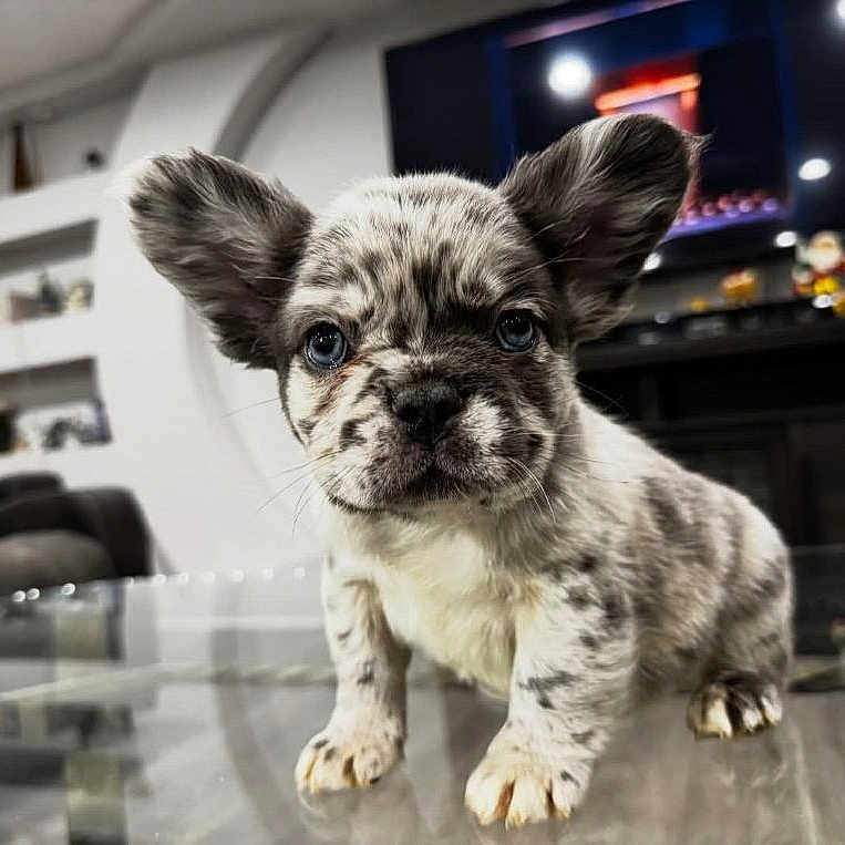 Lulu is registered to the contest to win money with this photo: puppy, dog, glass_table, living_room, television, fireplace, ears, blue_eyes, pet, cute, small_dog, indoor, furniture, home_decor, floor, adorable, animal, domestic_animal, young_dog, looking_at_camera