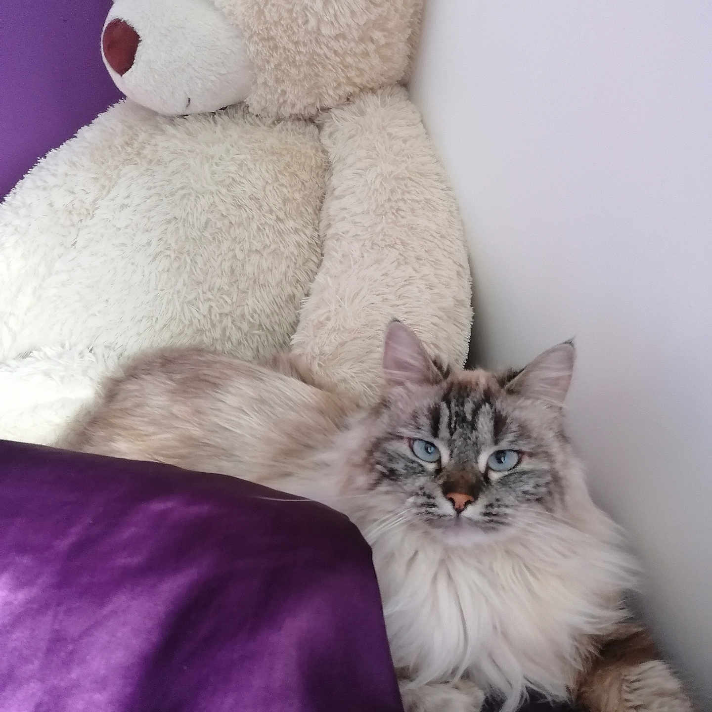 Sissi participe au concours pour gagner de l'argent avec cette photo : abyssinian, angora, animal, armchair, blanket, cat, chair, couch, cushion, furniture, homedecor, kitten, linen, manx, person, pet, plush, siamese, teddybear, toy