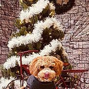 Belle joined the competition — help win amazing prizes! dog, christmas_tree, holiday, decorations, festive, garland, lights, bicycle, stone_wall, indoor, pet_clothing, cute, fluffy, red, grey, floor, seasonal, smiling, tongue_out, cozy