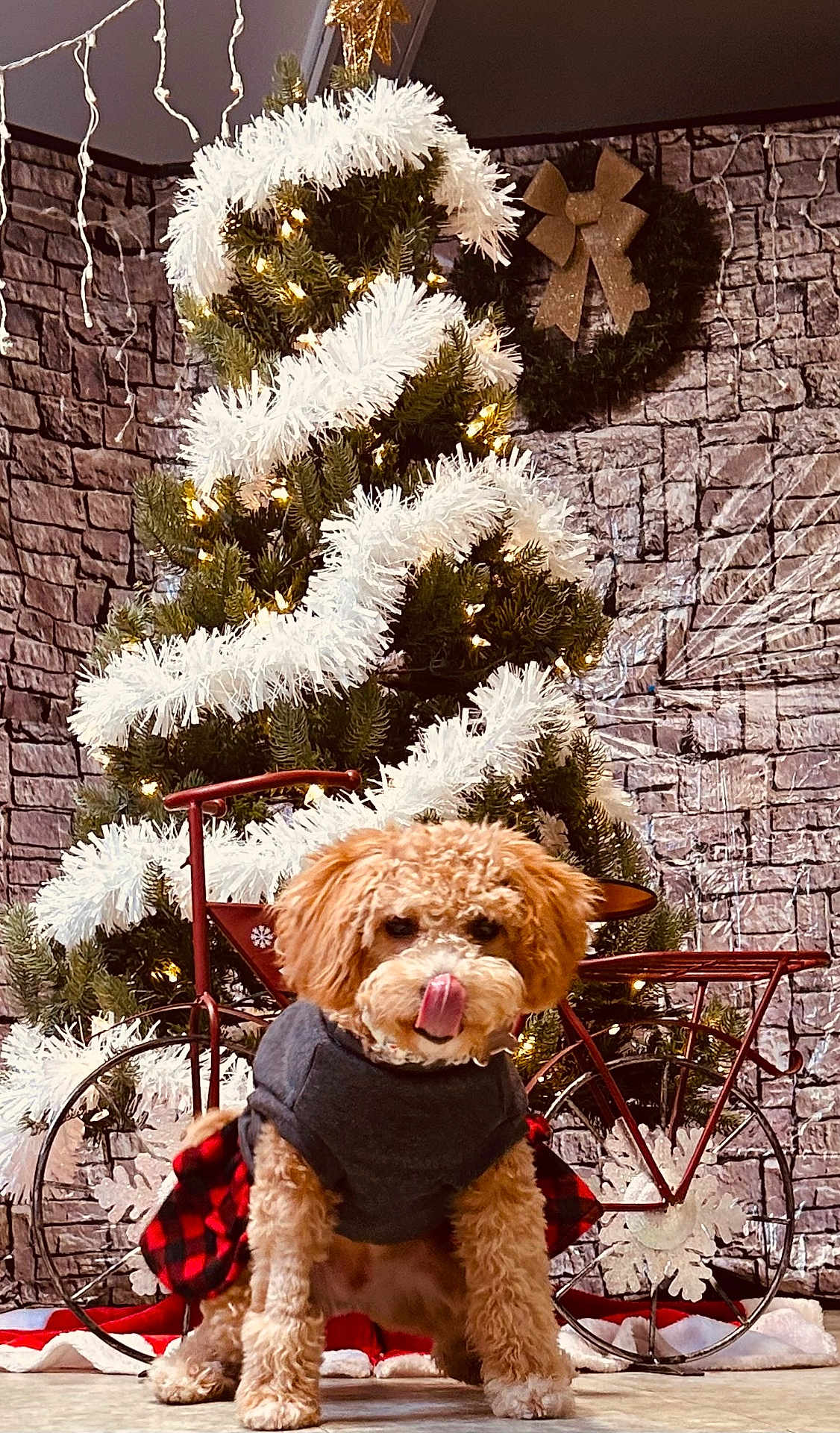 Belle joined the competition — help win amazing prizes! dog, christmas_tree, holiday, decorations, festive, garland, lights, bicycle, stone_wall, indoor, pet_clothing, cute, fluffy, red, grey, floor, seasonal, smiling, tongue_out, cozy