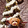 Belle is registered to the contest to win money with this photo: dog, christmas_tree, holiday, decorations, festive, garland, lights, bicycle, stone_wall, indoor, pet_clothing, cute, fluffy, red, grey, floor, seasonal, smiling, tongue_out, cozy