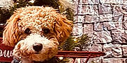 Lucy is registered to the contest to win money with this photo: background, black, blanket, checkered, christmas_tree, cozy, curly_fur, cute, decorations, dog, face, festive, fur, holiday, indoor, nose, pet, puppy, red, tree_lights