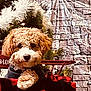 Lucy is registered to the contest to win money with this photo: dog, puppy, curly_fur, blanket, red, black, checkered, christmas_tree, tree_lights, holiday, decorations, indoor, cozy, festive, cute, pet, fur, face, nose, background