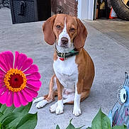 Sweety joined the competition — help win amazing prizes! animal, brick_wall, brown_dog, collar, concrete, daylight, dog, flower, garage, garden, green_leaves, nature, outdoor, pet, pink_flower, plants, porch, sitting, tire, white_dog