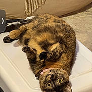 Tinkie joined the competition — help win amazing prizes! cat, tortoiseshell, pet, indoor, lying_down, curious, wide_eyes, feline, fur, collar, suitcase, white, cozy, blanket, beige, home, relaxed, cute, animal, playful