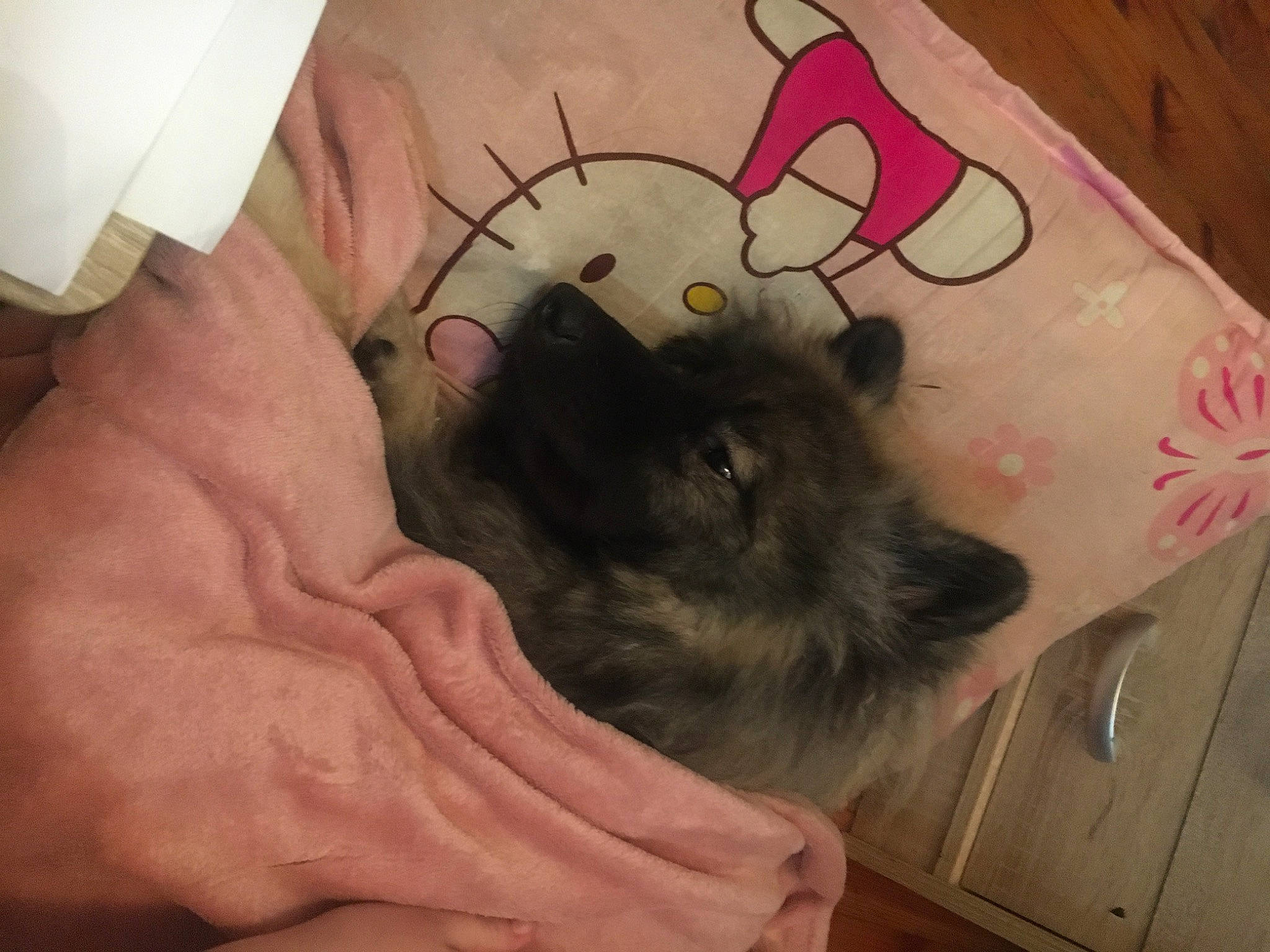 Tempts participe au concours pour gagner de l'argent avec cette photo : art, carmine, carnivore, cat, comfort, companion_dog, fawn, felidae, finger, foot, fur, human_leg, nail, paw, rodent, small_to_medium_sized_cats, snout, tail, temporary_tattoo, whiskers