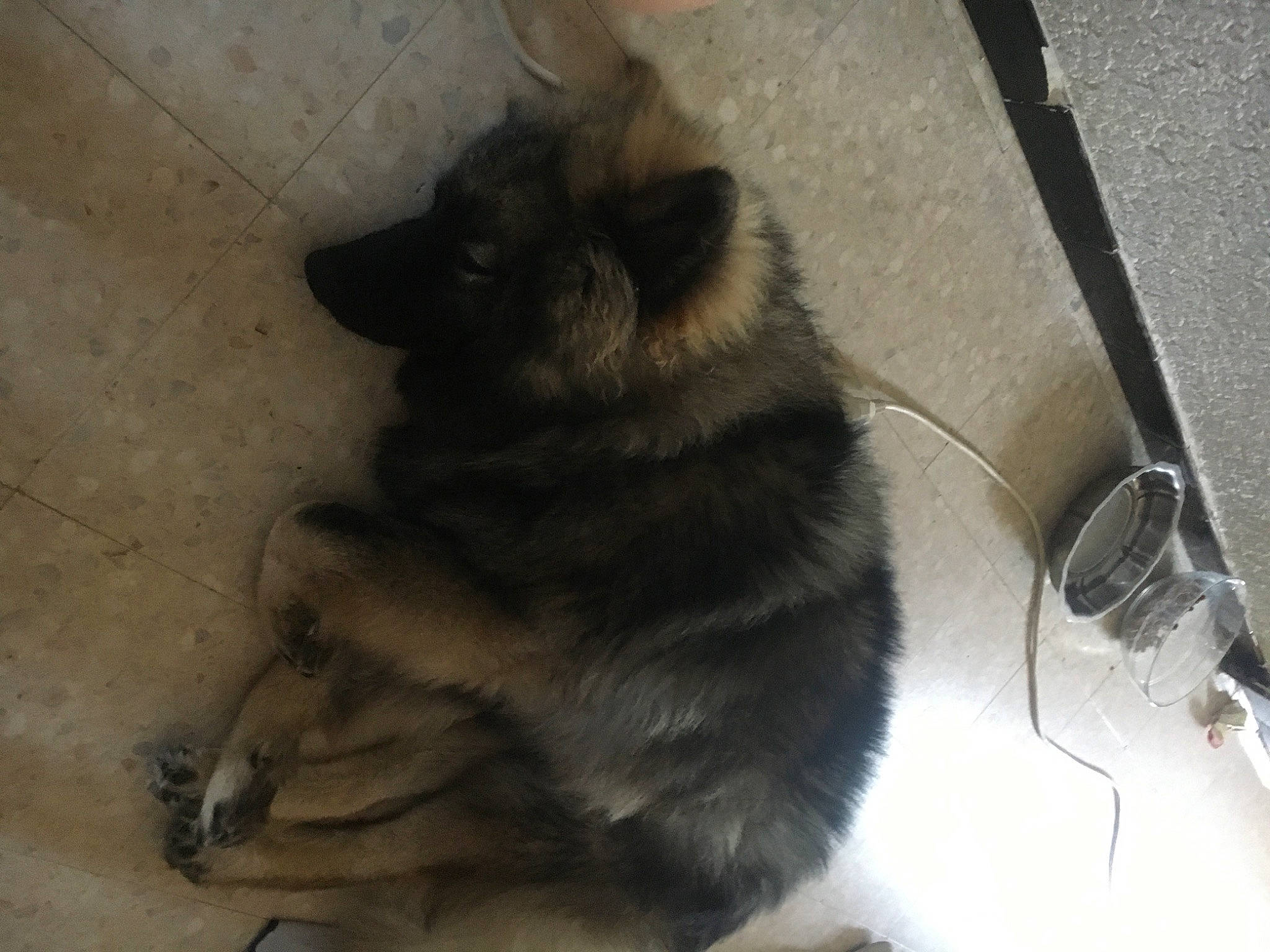 Tempts participe au concours pour gagner de l'argent avec cette photo : canidae, carnivore, claw, companion_dog, dog, dog_breed, felidae, flooring, fur, hardwood, paw, shadow, small_to_medium_sized_cats, sporting_group, tail, terrestrial_animal, whiskers