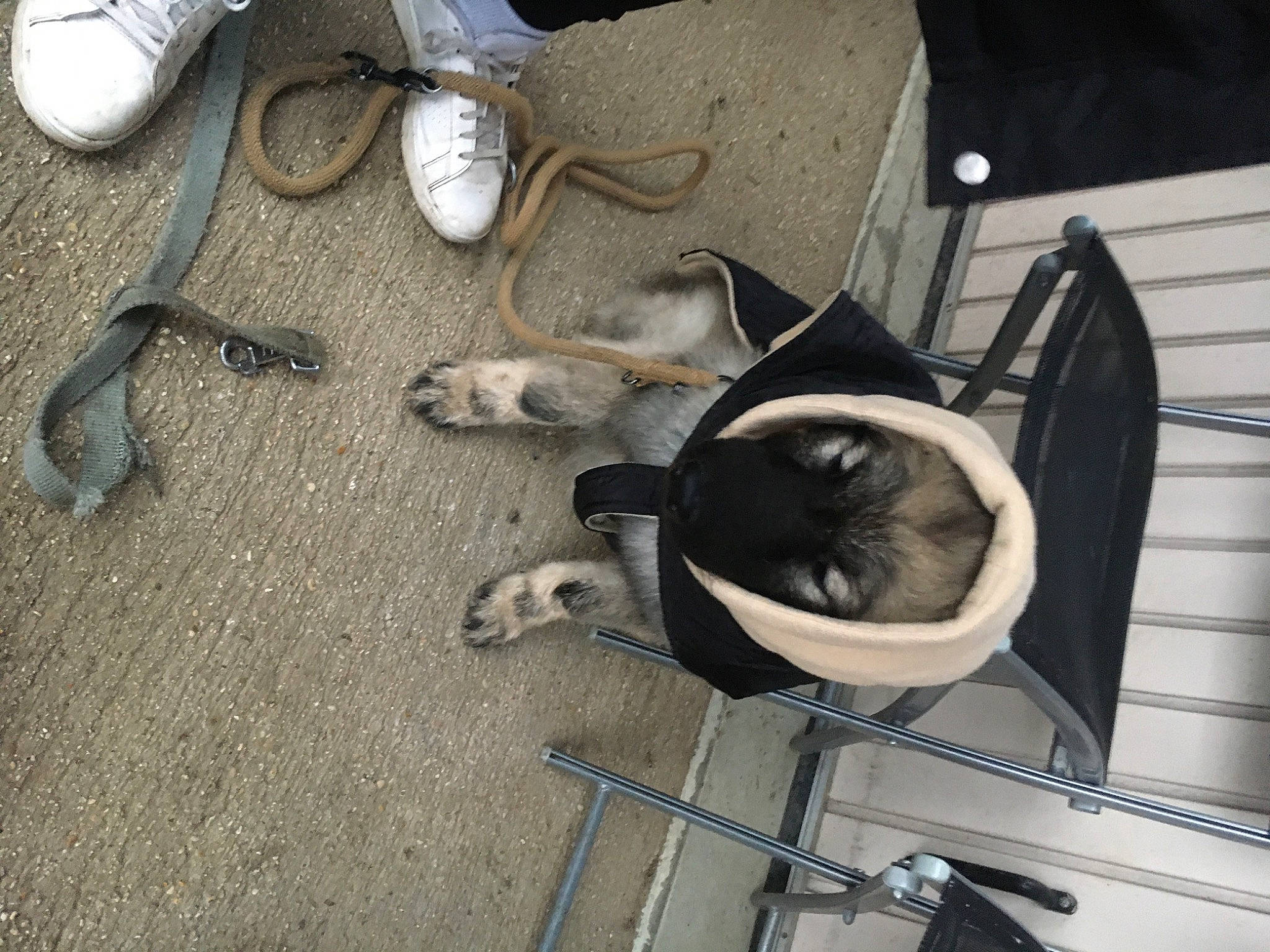 Tempts participe au concours pour gagner de l'argent avec cette photo : asphalt, audio_equipment, auto_part, automotive_design, automotive_tire, automotive_wheel_system, cross_training_shoe, dog, flooring, foot, gas, home_appliance, machine, mammal, metal, outdoor_shoe, snout, sporting_group, tail, walking_shoe