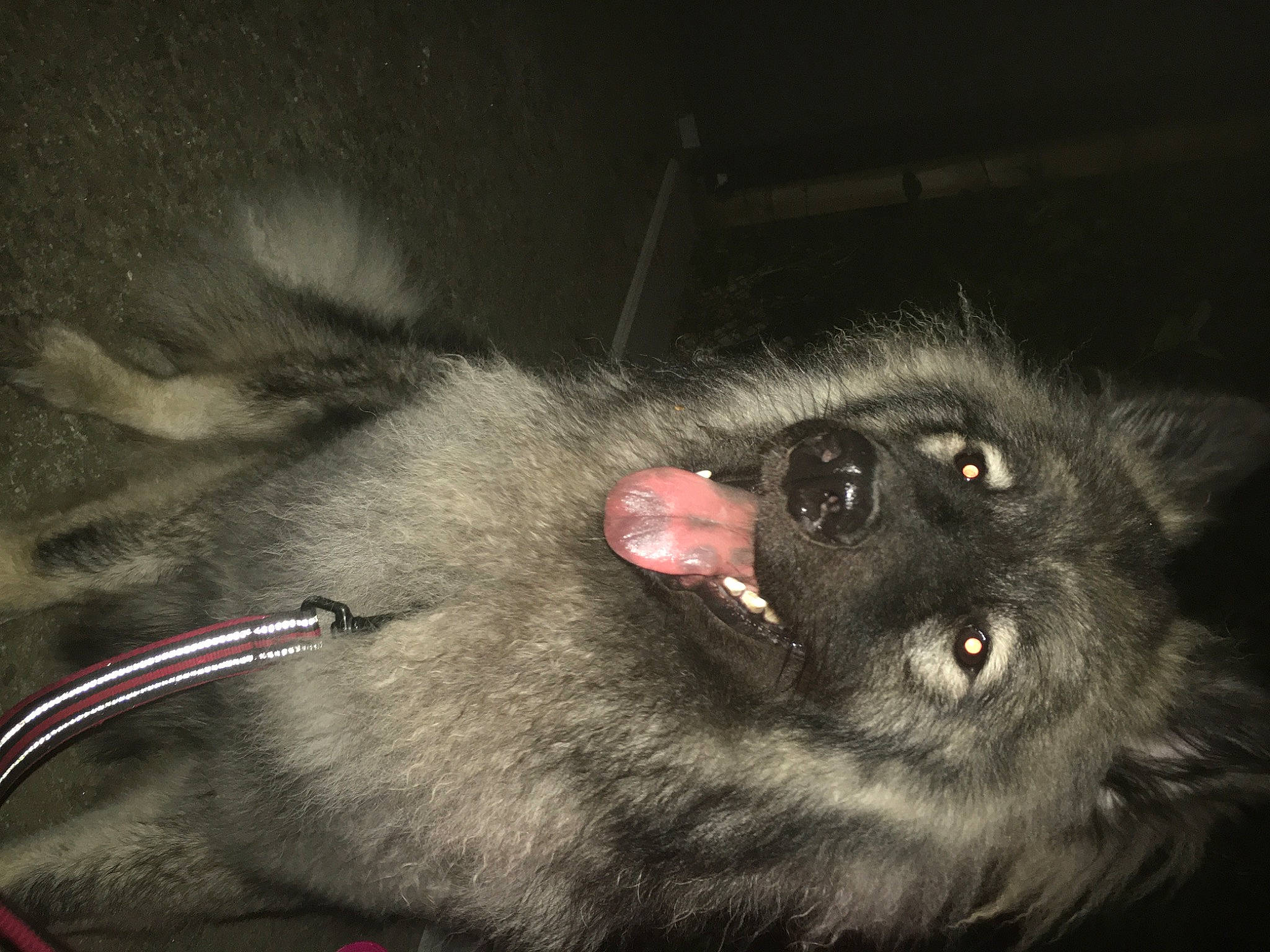 Tempts a rejoint le concours — aidez-le/la à gagner de superbes lots ! carnivore, claw, darkness, dog_breed, foot, fur, paw, primate, snout, tail, terrestrial_animal, toe, whiskers, wildlife