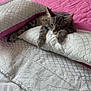 Yacko a rejoint le concours — aidez-le/la à gagner de superbes lots ! animal, bed, blanket, cat, comfort, cozy, cute, feline, fur, gray, home, indoor, kitten, pet, pillow, relaxation, resting, sleeping, soft, tabby