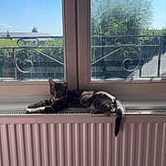 Yacko participe au concours pour gagner de l'argent avec cette photo : animal, blue_sky, cat, cozy, daylight, feline, home, house, indoor, paw, pet, quiet, radiator, relaxing, resting, sunlight, tabby_cat, tail, trees, window