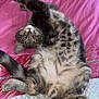 Yacko a rejoint le concours — aidez-le/la à gagner de superbes lots ! animal, bed, blanket, cat, cozy, cute, domestic, feline, fur, gray, indoor, pet, pink, playful, relaxed, sleeping, stretching, tabby, upside_down, whiskers