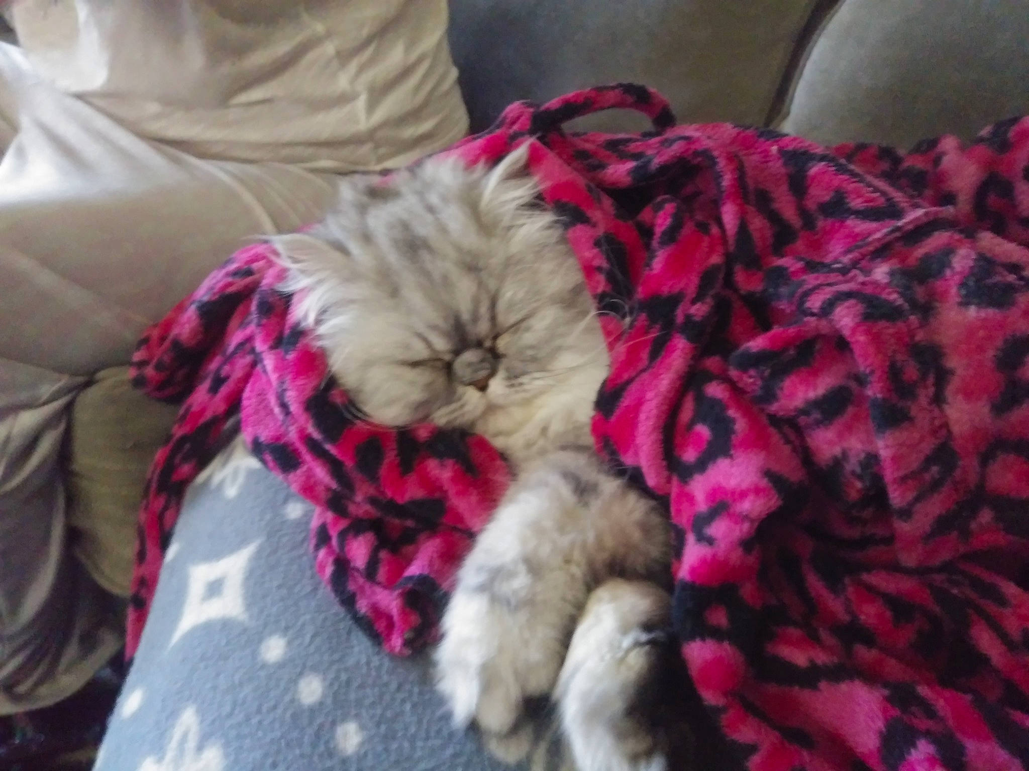 Lily Paris is registered to the contest to win money with this photo: carnivore, cat, comfort, companion_dog, dog_breed, fawn, felidae, fur, linens, liver, magenta, nap, natural_material, pattern, pink, small_to_medium_sized_cats, sporting_group, tail, whiskers, wool