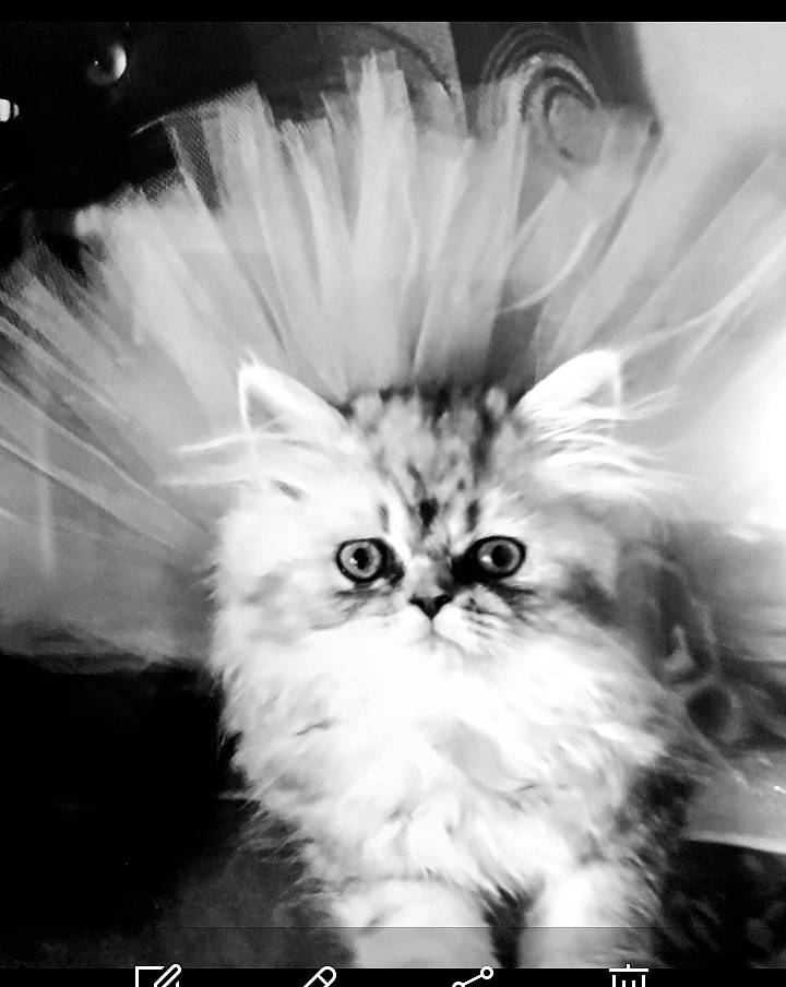 Lily Paris joined the competition — help win amazing prizes! black_and_white, carnivore, cat, darkness, felidae, font, fur, happy, love, monochrome, monochrome_photography, photo_caption, plant, sky, small_to_medium_sized_cats, snout, still_life_photography, style, terrestrial_animal, whiskers