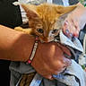Aphrodite is registered to the contest to win money with this photo: kitten, orange_cat, towel, hand, bracelet, nails, person, close_up, indoor, pet, animal, cute, feline, holding, soft, curious, young, domestic, fuzzy, cozy
