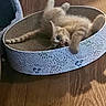 Aphrodite is registered to the contest to win money with this photo: cat, kitten, orange_tabby, playful, scratching_pad, round, wooden_floor, indoor, pet, feline, cute, animal, paw, tail, fur, young, home, relaxing, play, surprised
