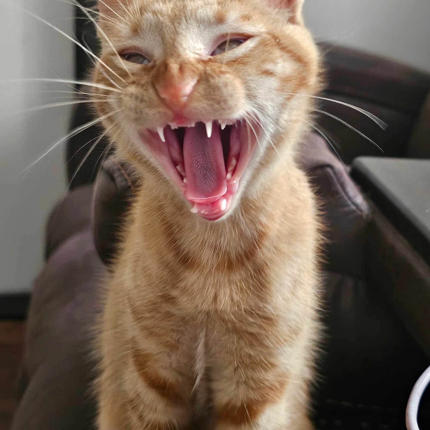 Aphrodite joined the competition — help win amazing prizes! cat, orange_tabby, yawning, teeth, tongue, whiskers, indoor, leather_chair, pet, feline, cute, animal, mammal, fur, closeup, sitting, mouth_open, expression, sharp_teeth, happy