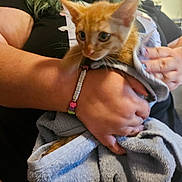Aphrodite joined the competition — help win amazing prizes! person, cat, kitten, orange_cat, towel, hand, bracelet, indoor, curious, pet, animal, holding, close_up, furniture, black_shirt, nail_polish, domestic, cute, furry, young_animal