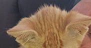 Aphrodite is registered to the contest to win money with this photo: kitten, cat, orange_tabby, pet, animal, sleepy, indoor, couch, person, resting, feline, closeup, whiskers, ears, fur, young, cute, striped, relaxed, home