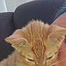 kitten, cat, orange_tabby, pet, animal, sleepy, indoor, couch, person, resting, feline, closeup, whiskers, ears, fur, young, cute, striped, relaxed, home