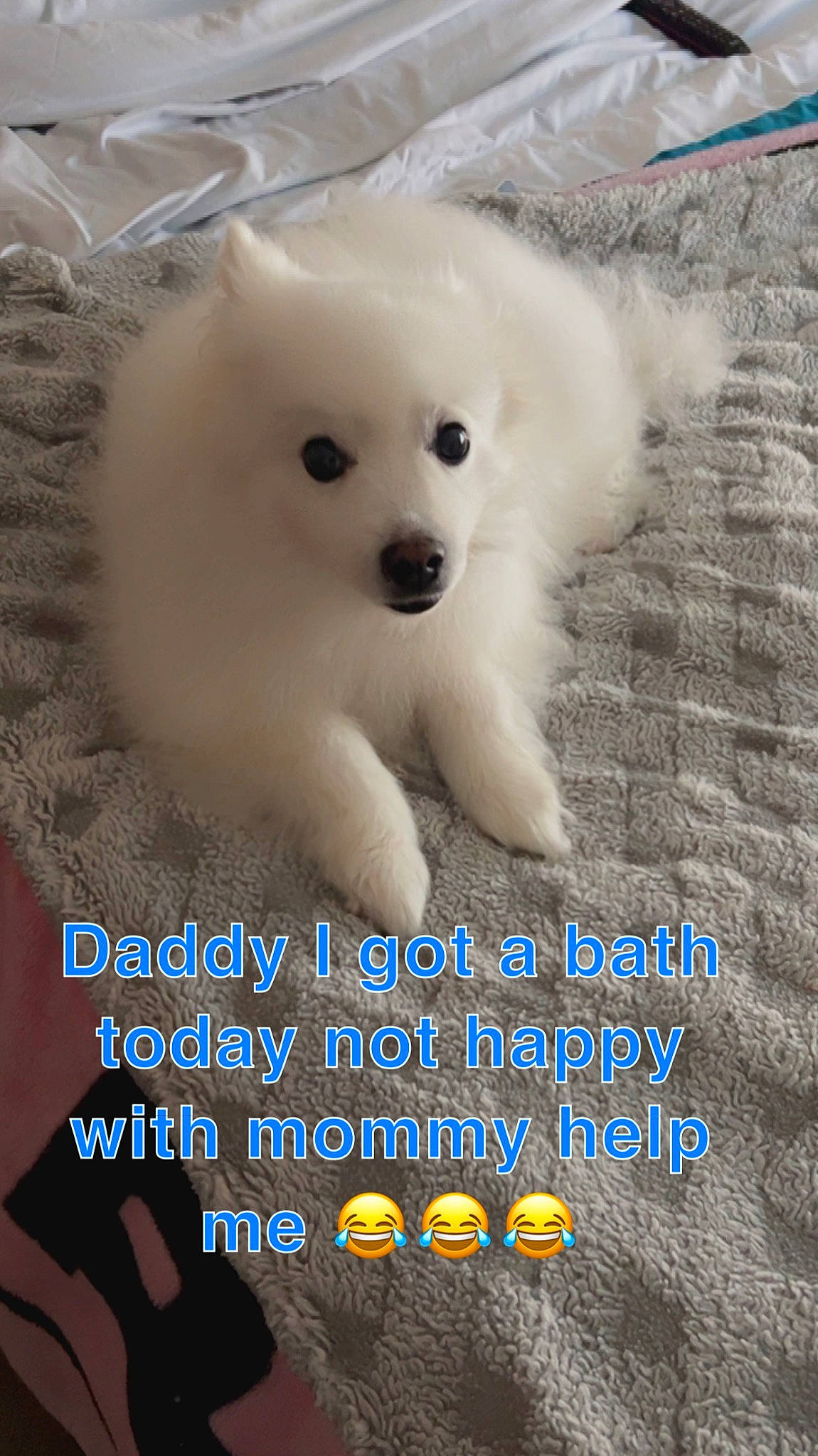 Snowball joined the competition — help win amazing prizes! ancient_dog_breeds, canidae, carnivore, companion_dog, dog, dog_breed, eyelash, font, fur, happy, indian_spitz, non_sporting_group, photo_caption, samoyed, spitz, sporting_group, terrestrial_animal, toy_dog, volpino_italiano, working_animal