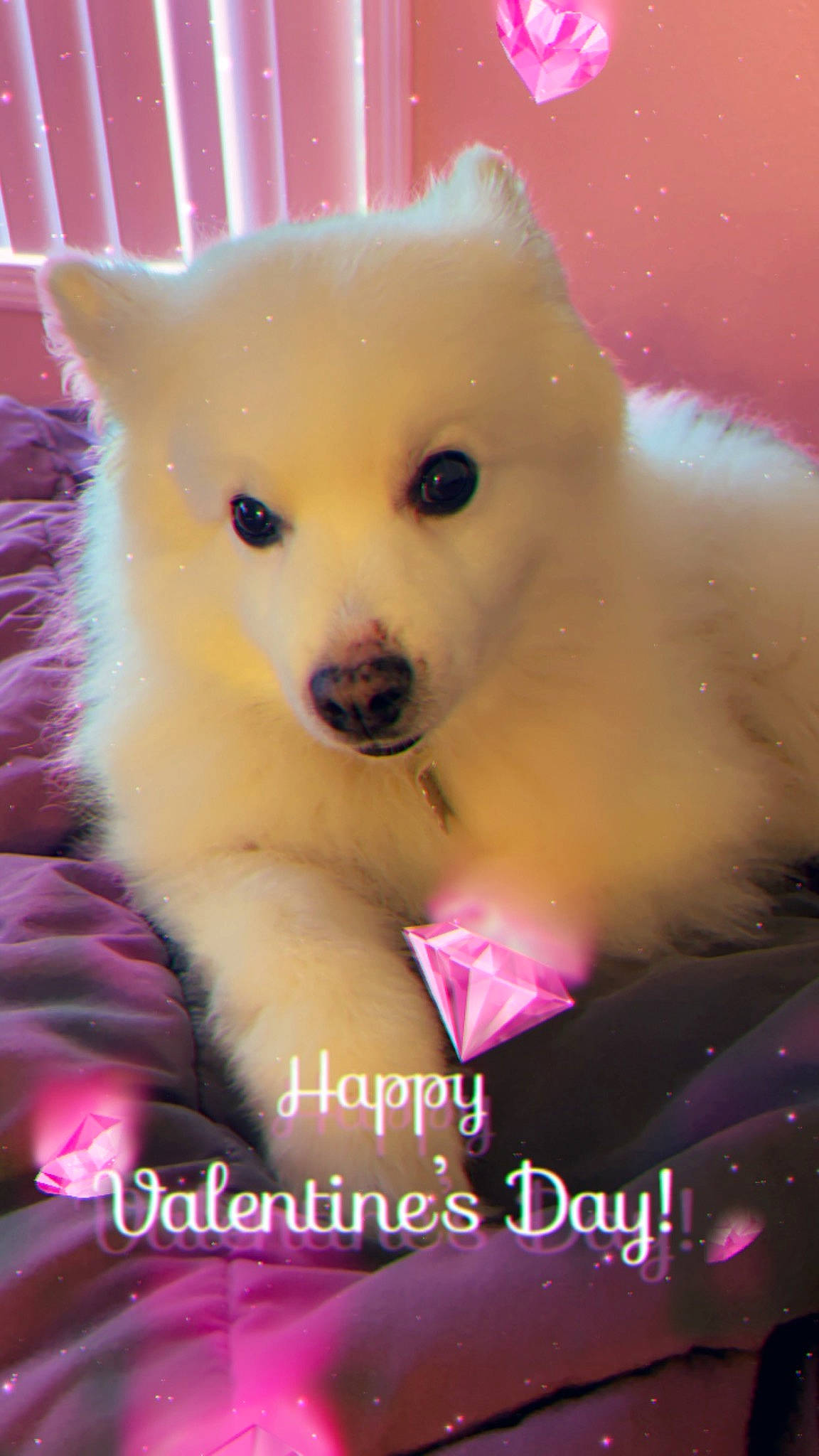Snowball is registered to the contest to win money with this photo: ancient_dog_breeds, canidae, carnivore, companion_dog, dog, dog_breed, eyelash, fawn, fur, japanese_spitz, magenta, non_sporting_group, photo_caption, samoyed, snout, spitz, terrestrial_animal, toy_dog, whiskers, working_animal