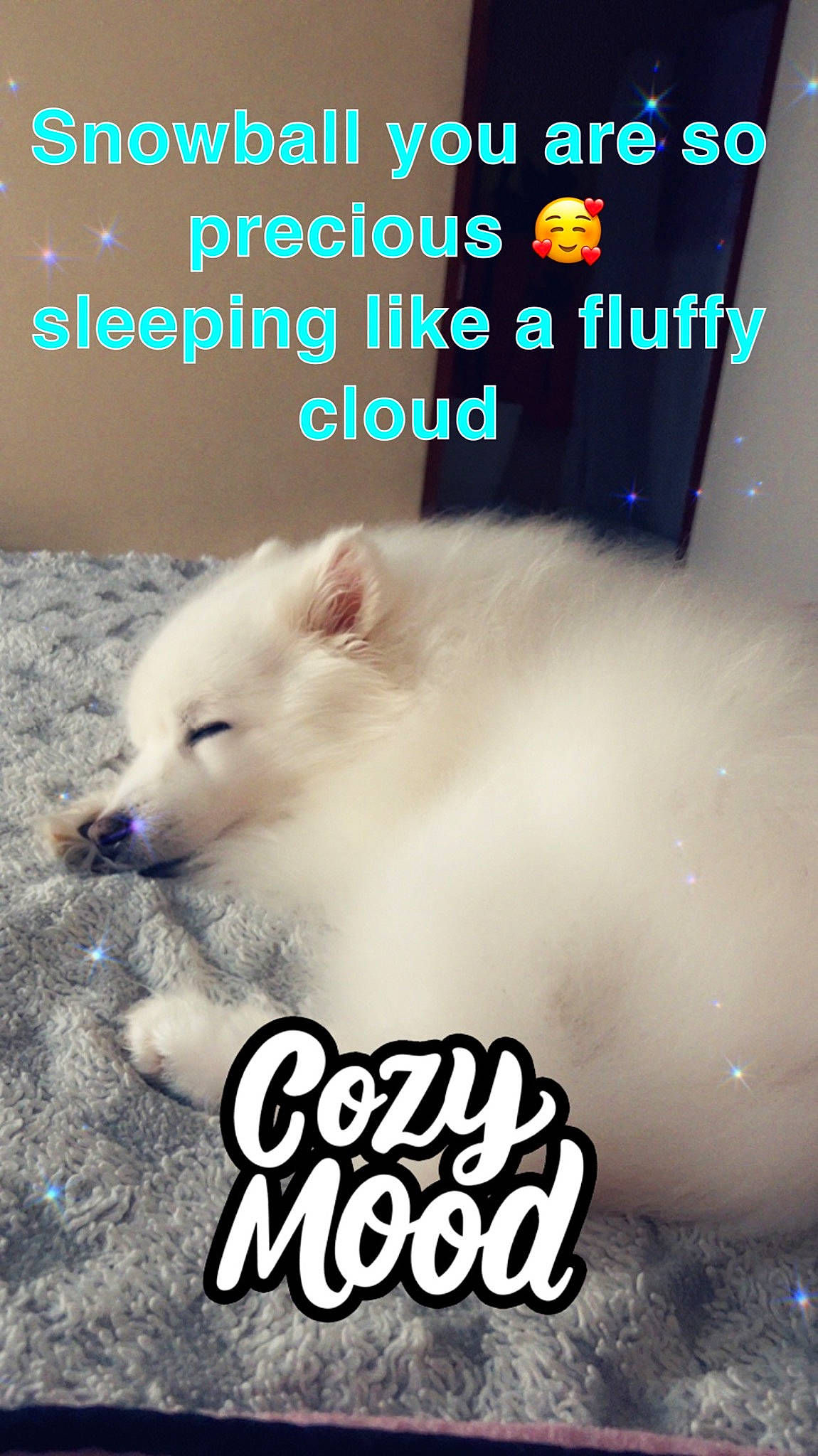 Snowball is registered to the contest to win money with this photo: advertising, american_eskimo_dog, canidae, carnivore, companion_dog, dog, dog_breed, dog_supply, font, fur, happy, indian_spitz, paw, pet_supply, photo_caption, publication, samoyed, snout, tail, terrestrial_animal