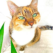 Shana participe au concours pour gagner de l'argent avec cette photo : cat, green_eyes, fur, whiskers, ears, close_up, pet, animal, indoor, plant, leaf, sitting, curious, feline, white_paws, orange_fur, brown_fur, tabby, domestic_cat, soft_light