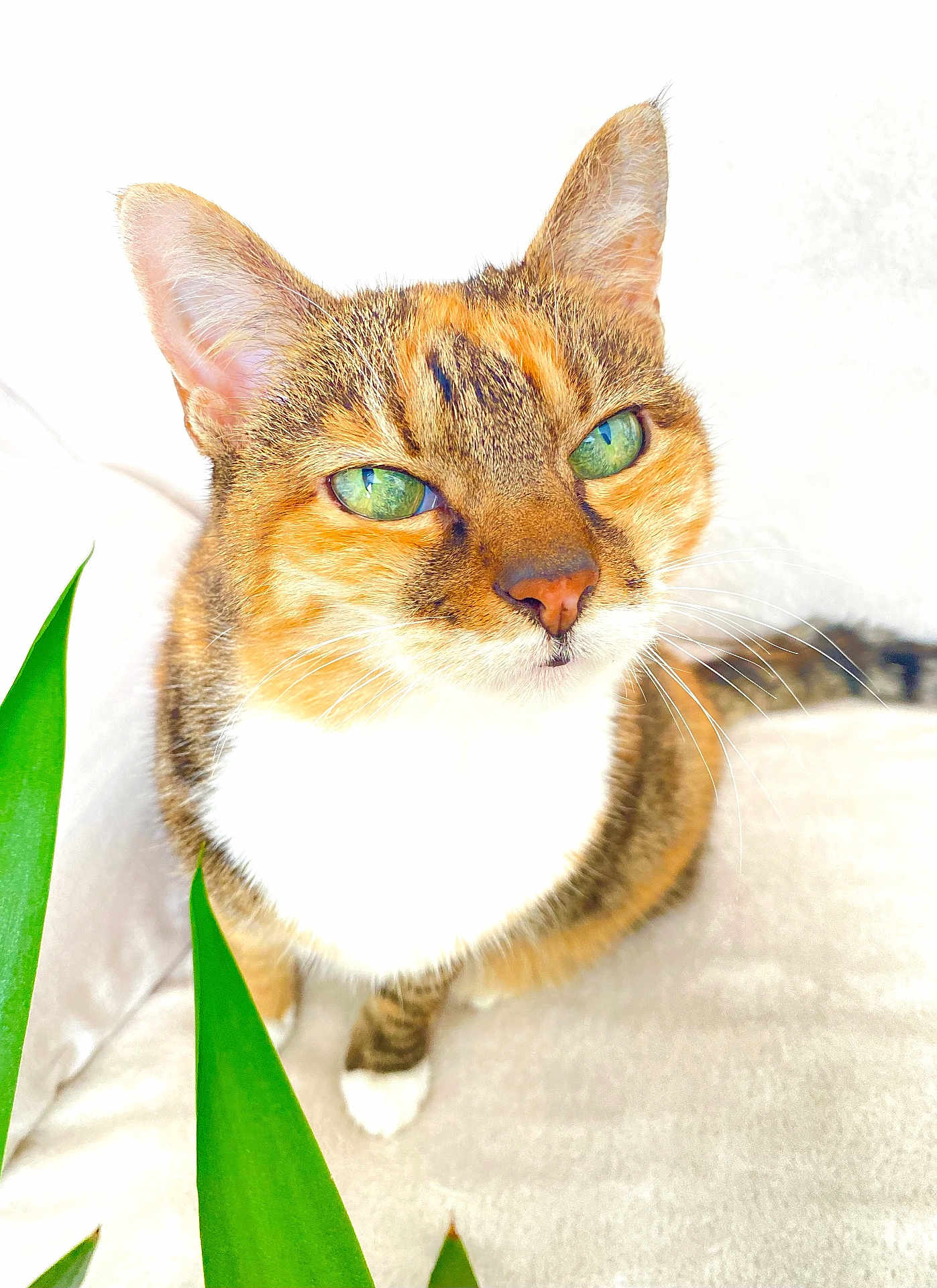 Shana participe au concours pour gagner de l'argent avec cette photo : cat, green_eyes, fur, whiskers, ears, close_up, pet, animal, indoor, plant, leaf, sitting, curious, feline, white_paws, orange_fur, brown_fur, tabby, domestic_cat, soft_light