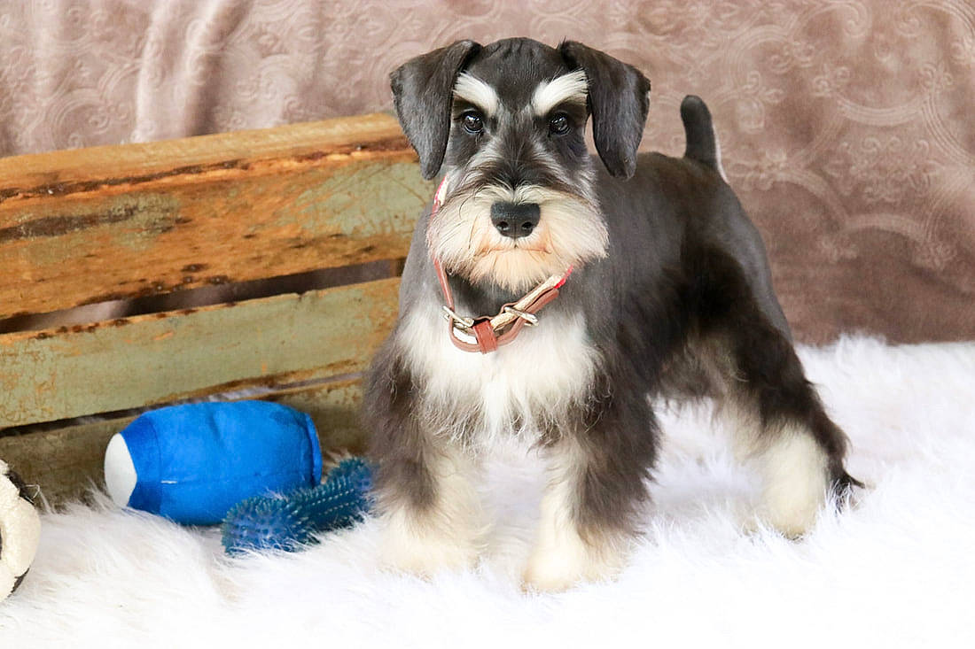 Oliver joined the competition — help win amazing prizes! art, canidae, carnivore, companion_dog, dog, dog_breed, dog_supply, fur, schnauzer, small_terrier, snout, sporting_group, standard_schnauzer, terrier, working_animal, working_dog