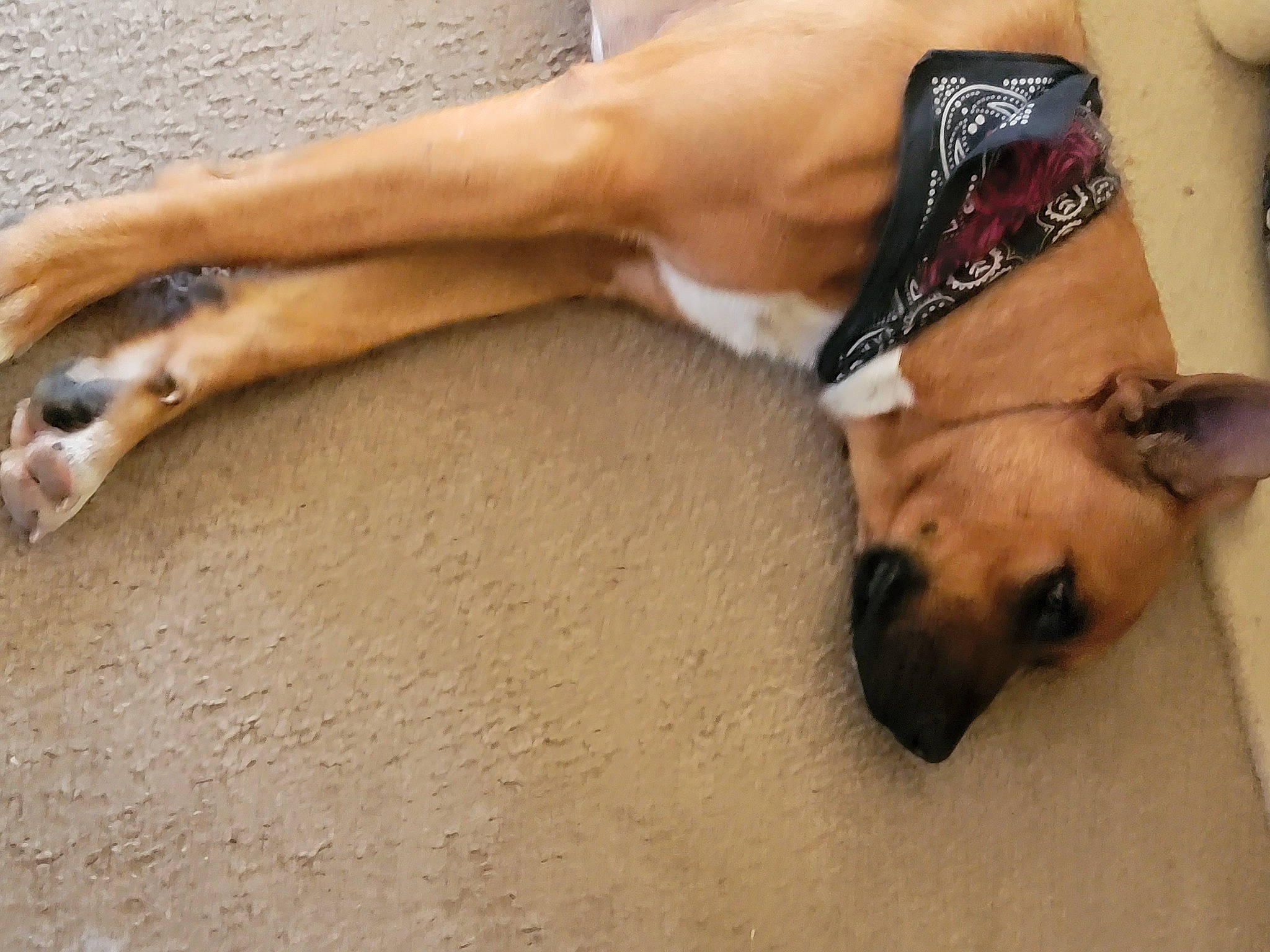 Shylo is registered to the contest to win money with this photo: barefoot, canidae, carnivore, comfort, companion_dog, dog, dog_breed, fawn, floor, flooring, foot, fur, human_leg, paw, snout, sporting_group, thigh, wood, working_animal, wrist