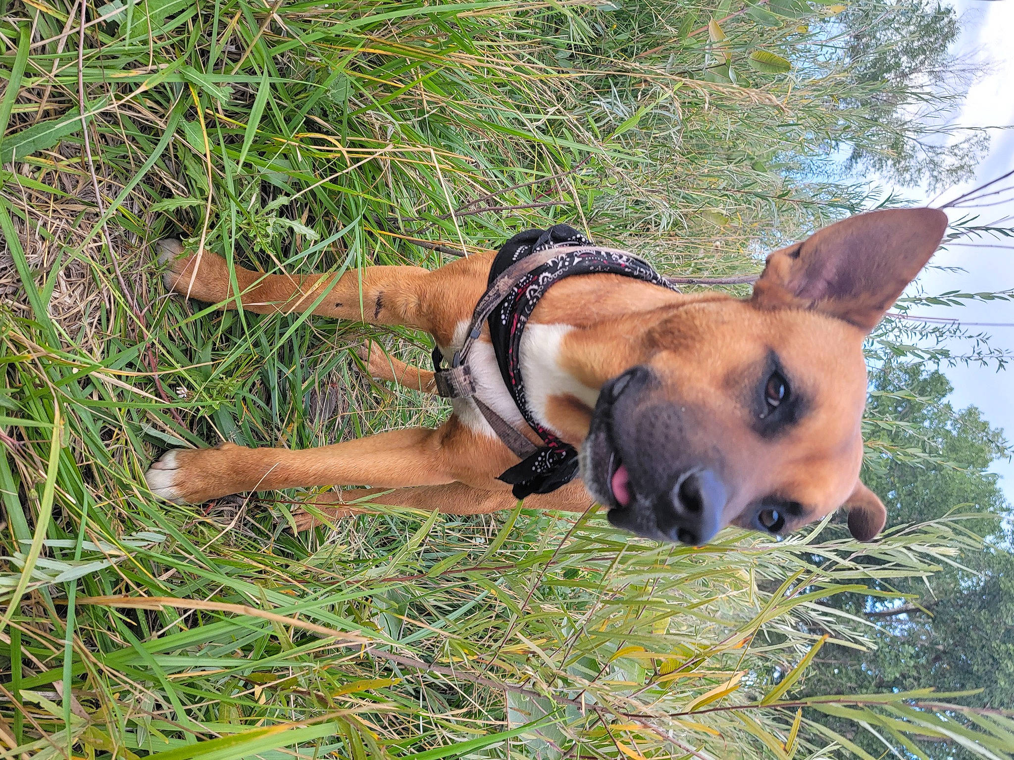 Shylo is registered to the contest to win money with this photo: adventure, australian_cattle_dog, canidae, carnivore, collar, companion_dog, dog, dog_breed, fawn, fun, grass, grassland, groundcover, guard_dog, people_in_nature, plant, snout, sporting_group, tree, working_animal