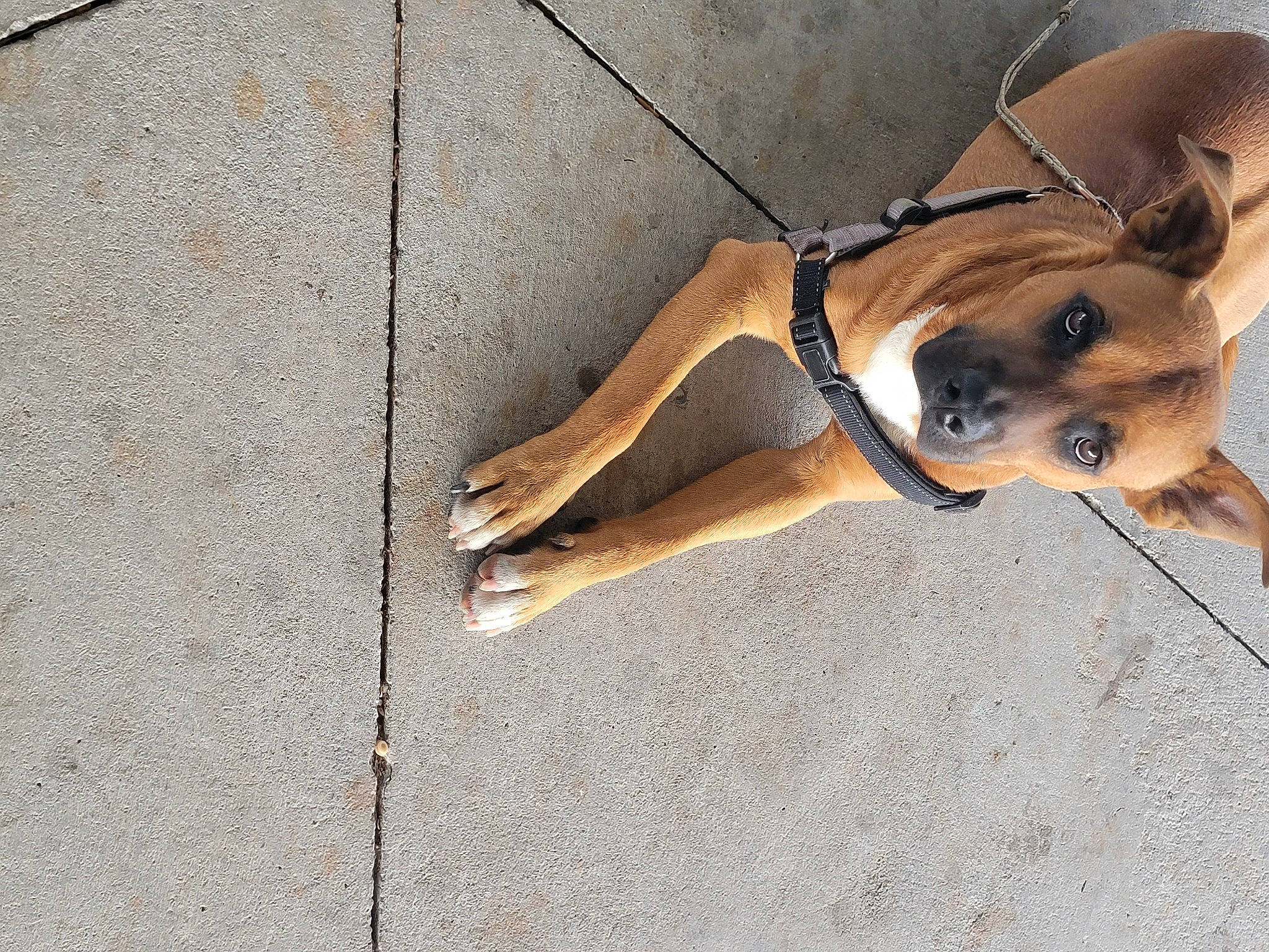 Shylo joined the competition — help win amazing prizes! canidae, carnivore, comfort, companion_dog, dog, dog_breed, dog_supply, eyewear, fawn, flooring, foot, human_leg, paw, pet_supply, road_surface, snout, sporting_group, tail, wood, working_animal