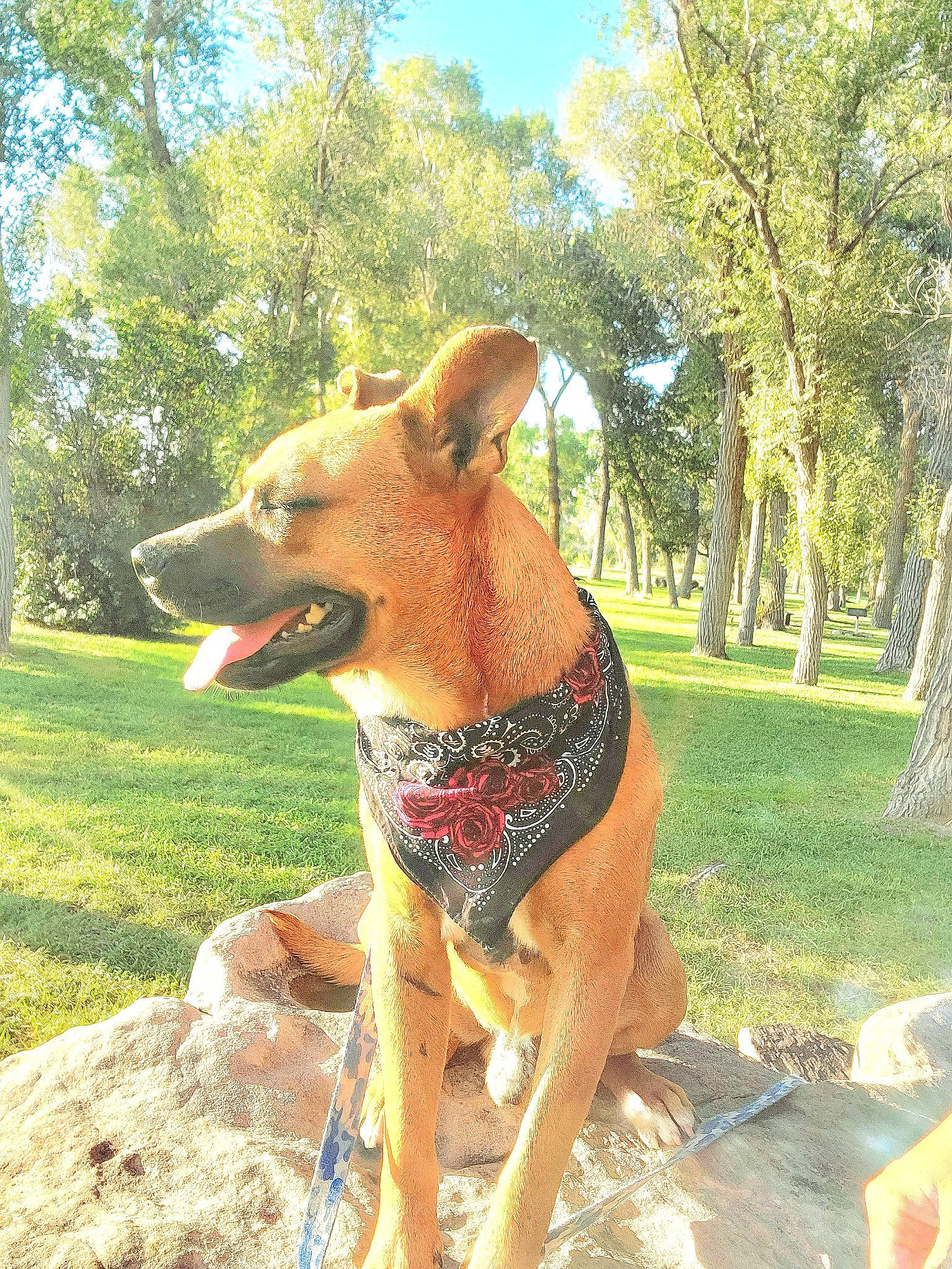 Shylo joined the competition — help win amazing prizes! canidae, carnivore, collar, companion_dog, dog, dog_breed, dog_collar, dog_supply, fawn, grass, guard_dog, liver, plant, sky, snout, sporting_group, tail, tree, working_animal, working_dog