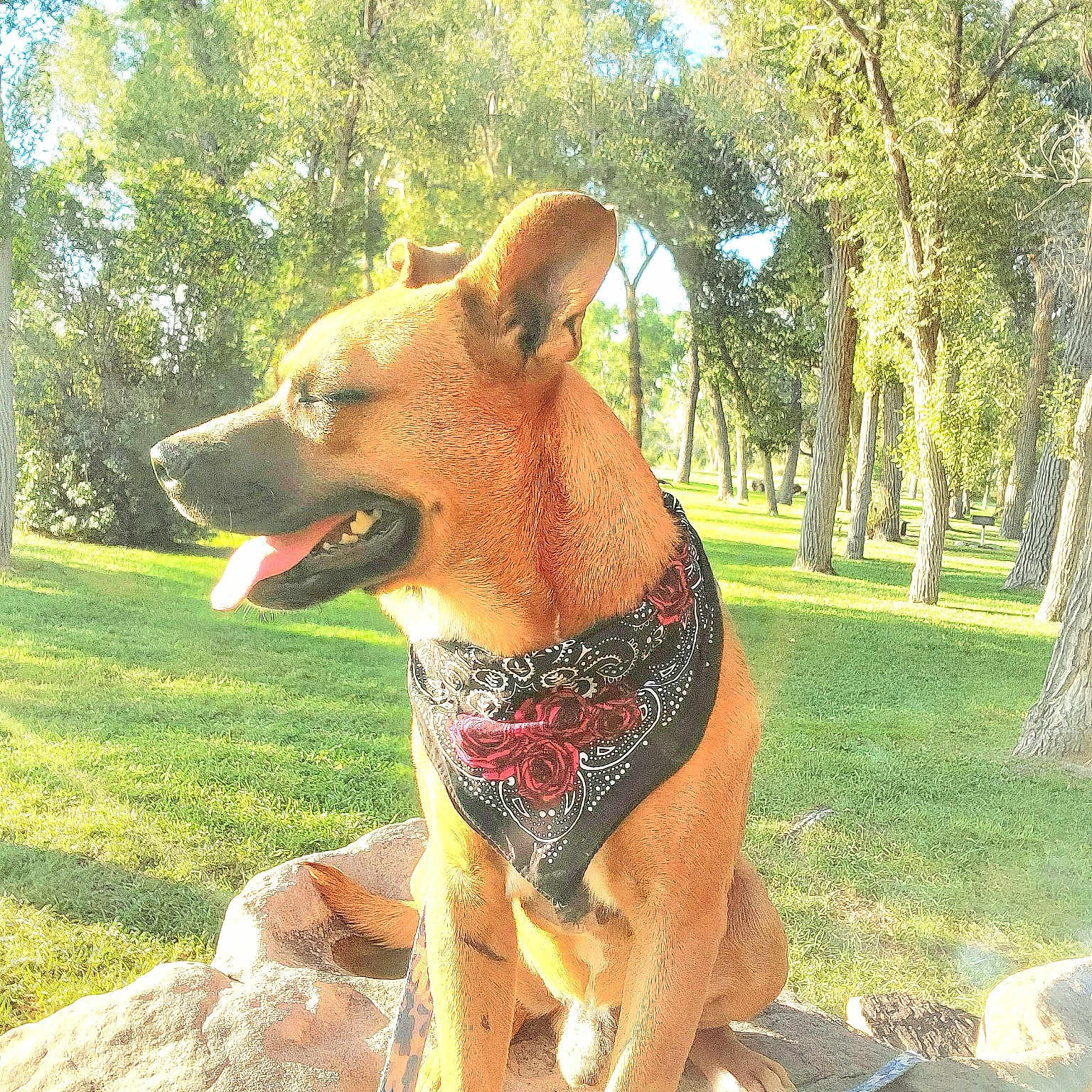 Shylo