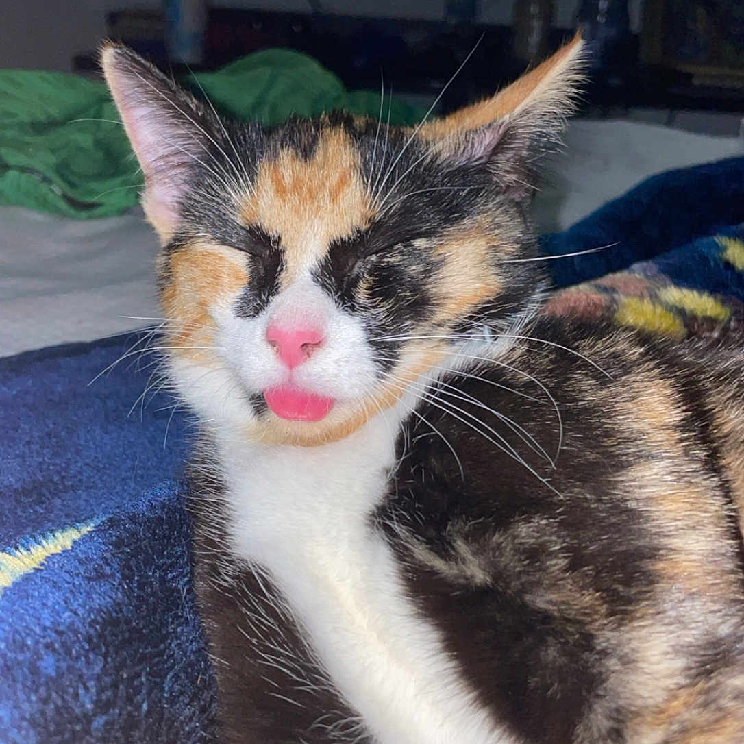 Cleo is registered to the contest to win money with this photo: animal, blanket, calico, cat, closeup, cozy, cute, ears, face, feline, fur, home, indoor, pet, pink_nose, relaxed, resting, sleepy, tongue_out, whiskers