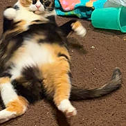 Cleo joined the competition — help win amazing prizes! cat, calico, lying_down, carpet, indoor, pet, animal, curious, fur, tail, blanket, cup, relaxed, domestic, cute, whiskers, playful, closeup, feline, home