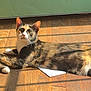Cleo is registered to the contest to win money with this photo: cat, calico, indoor, wooden_floor, sunlight, shadow, relaxed, pet, animal, feline, curious, laying_down, paper, flooring, domestic, whiskers, ears, tail, bright, natural_light
