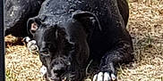 Belle a rejoint le concours — aidez-le/la à gagner de superbes lots ! american_pit_bull_terrier, cane_corso, canidae, carnivore, dog, dog_breed, grass, guard_dog, mammal, snout, sporting_group, vertebrate