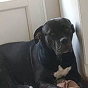 Belle participe au concours pour gagner de l'argent avec cette photo : american_bulldog, american_pit_bull_terrier, bandog, cane_corso, canidae, carnivore, companion_dog, dog, dog_breed, fawn, mammal, molosser, non_sporting_group, pit_bull, snout, sporting_group, staffordshire_bull_terrier
