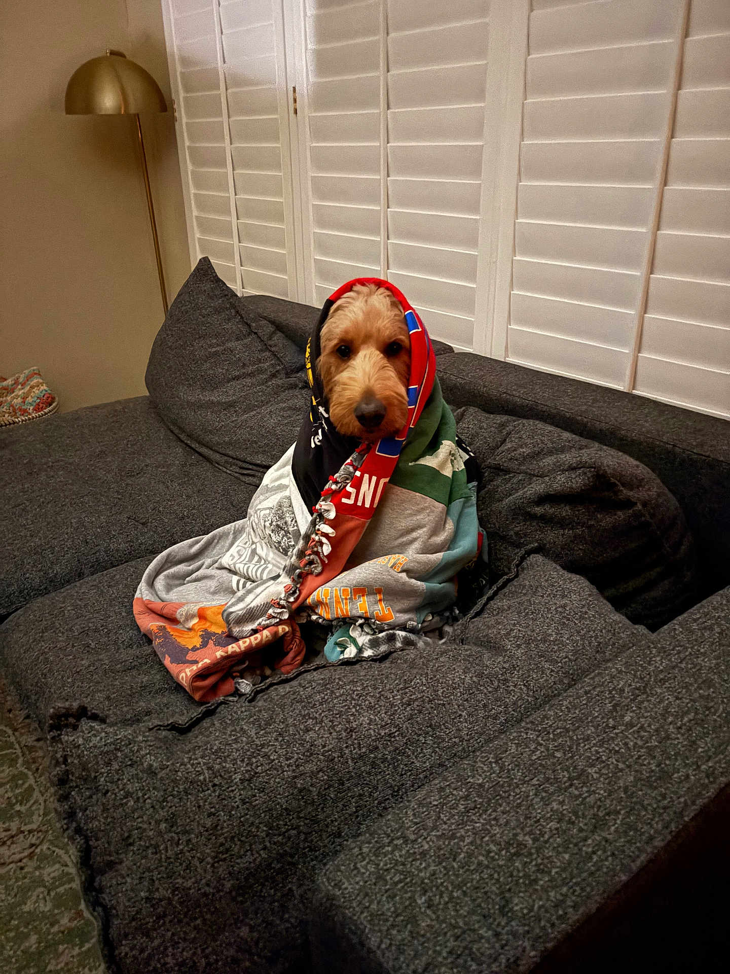 Sunny joined the competition — help win amazing prizes! dog, blanket, couch, indoor, cozy, pet, wrapped, fur, seated, window_shutters, lamp, living_room, comfort, home, relaxed, multicolor, fabric, snug, resting, domestic_animal